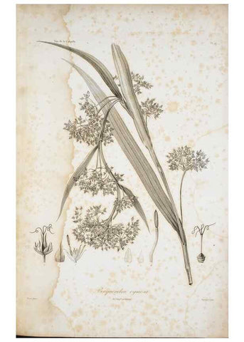 Reproducción/Reproduction 29596003004: Illustrationes florae novae hollandiae, sive icones generum quae in prodromo florae novae hollandiae et insulae van diemen descripsit robertus brown. Londini :Veneunt apud auctorem,1813