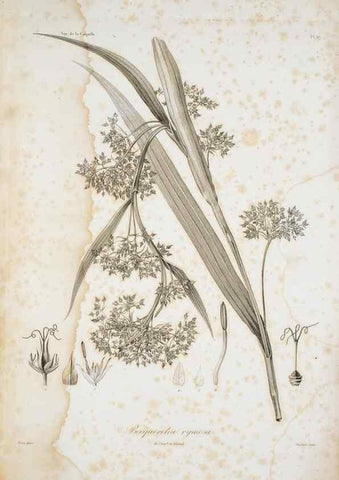 Reproducción/Reproduction 29596003004: Illustrationes florae novae hollandiae, sive icones generum quae in prodromo florae novae hollandiae et insulae van diemen descripsit robertus brown. Londini :Veneunt apud auctorem,1813