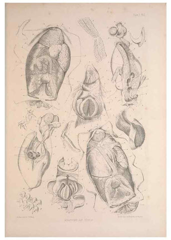 Reproducción/Reproduction 30086596434: A monograph of the British nudibranchiate Mollusca :. London :Printed for the Ray Society,1845-1910.