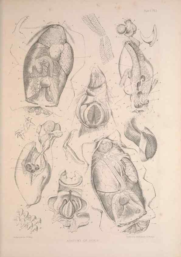 Reproducción/Reproduction 30086596434: A monograph of the British nudibranchiate Mollusca :. London :Printed for the Ray Society,1845-1910.