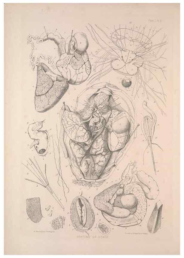 Reproducción/Reproduction 30086601954: A monograph of the British nudibranchiate Mollusca :. London :Printed for the Ray Society,1845-1910.