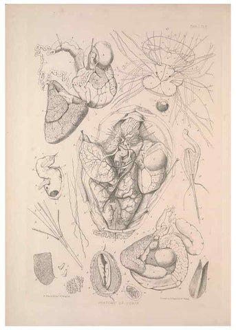 Reproducción/Reproduction 30086601954: A monograph of the British nudibranchiate Mollusca :. London :Printed for the Ray Society,1845-1910.