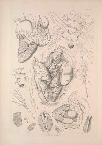 Reproducción/Reproduction 30086601954: A monograph of the British nudibranchiate Mollusca :. London :Printed for the Ray Society,1845-1910.