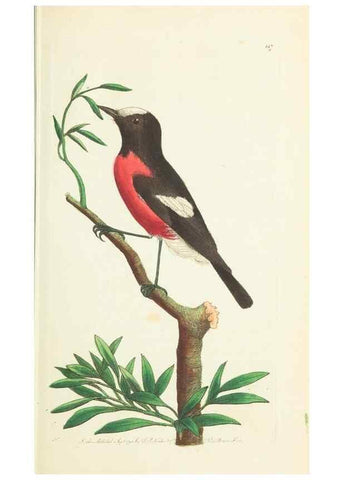Reproducción/Reproduction 30654254421: The naturalist's miscellany, or Coloured figures of natural objects. London :Printed for Nodder & Co.,1789-1813