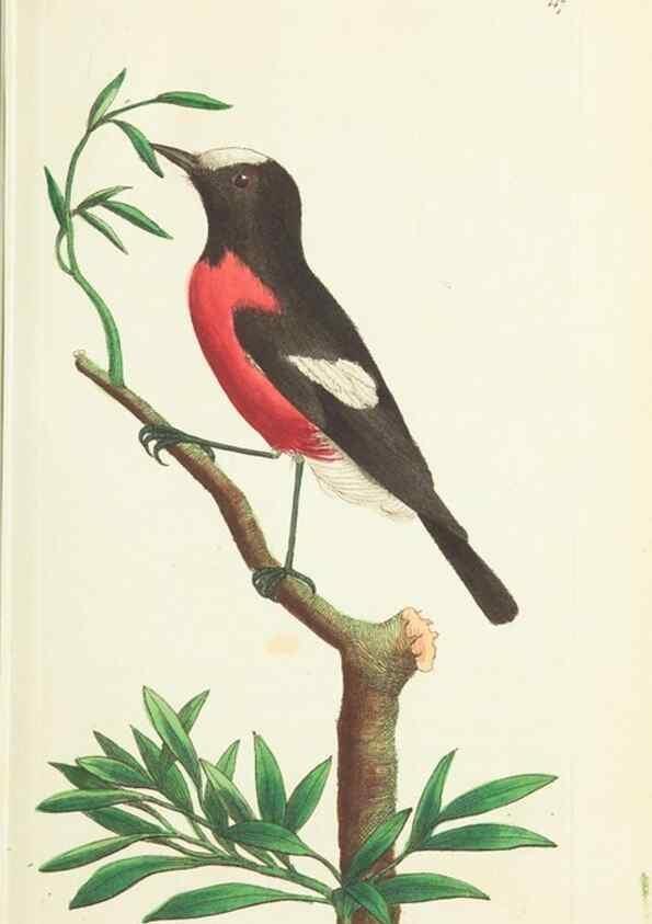 Reproducción/Reproduction 30654254421: The naturalist's miscellany, or Coloured figures of natural objects. London :Printed for Nodder & Co.,1789-1813