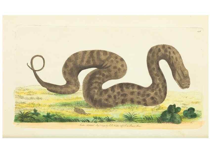 Reproducción/Reproduction 30654256821: The naturalist's miscellany, or Coloured figures of natural objects. London :Printed for Nodder & Co.,1789-1813