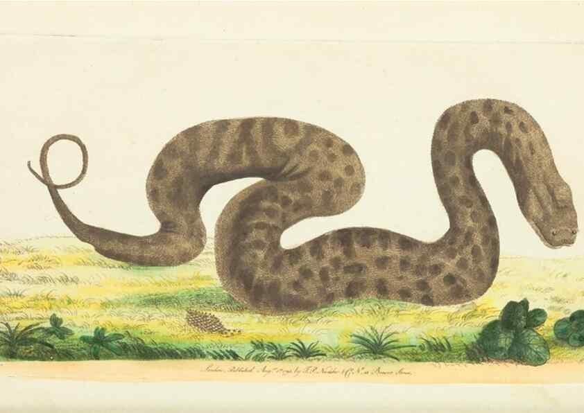Reproducción/Reproduction 30654256821: The naturalist's miscellany, or Coloured figures of natural objects. London :Printed for Nodder & Co.,1789-1813