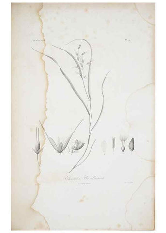 Reproducción/Reproduction 29596756573: Illustrationes florae novae hollandiae, sive icones generum quae in prodromo florae novae hollandiae et insulae van diemen descripsit robertus brown. Londini :Veneunt apud auctorem,1813