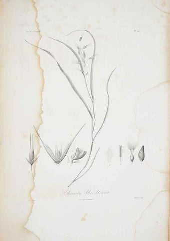 Reproducción/Reproduction 29596756573: Illustrationes florae novae hollandiae, sive icones generum quae in prodromo florae novae hollandiae et insulae van diemen descripsit robertus brown. Londini :Veneunt apud auctorem,1813