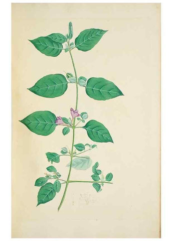 Reproducción/Reproduction 30191176276: Illustrationes florae novae hollandiae, sive icones generum quae in prodromo florae novae hollandiae et insulae van diemen descripsit robertus brown. Londini :Veneunt apud auctorem,1813