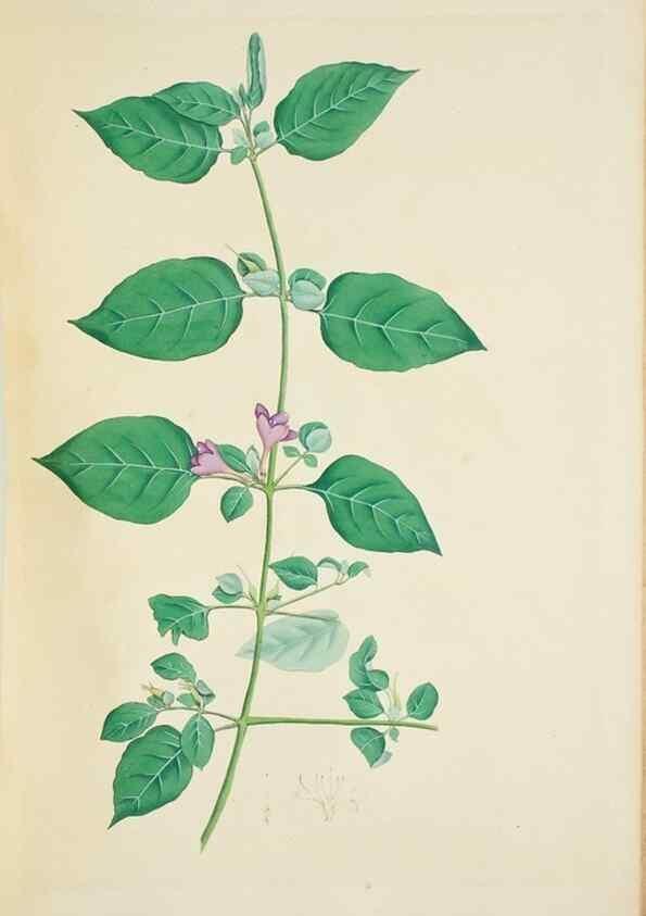 Reproducción/Reproduction 30191176276: Illustrationes florae novae hollandiae, sive icones generum quae in prodromo florae novae hollandiae et insulae van diemen descripsit robertus brown. Londini :Veneunt apud auctorem,1813