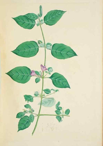 Reproducción/Reproduction 30191176276: Illustrationes florae novae hollandiae, sive icones generum quae in prodromo florae novae hollandiae et insulae van diemen descripsit robertus brown. Londini :Veneunt apud auctorem,1813