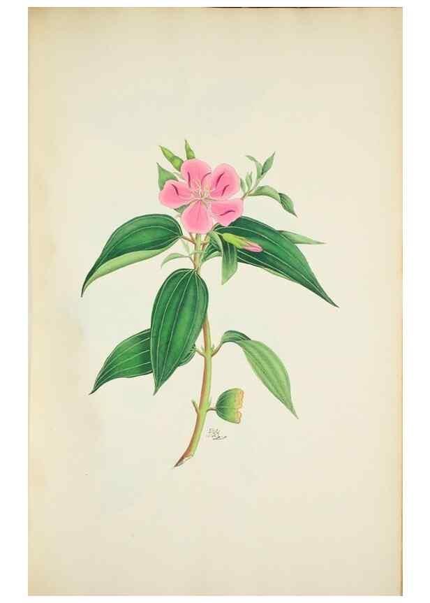 Reproducción/Reproduction 29929689650: Illustrationes florae novae hollandiae, sive icones generum quae in prodromo florae novae hollandiae et insulae van diemen descripsit robertus brown. Londini :Veneunt apud auctorem,1813