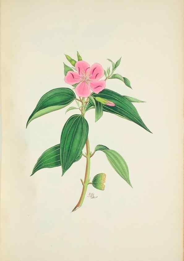 Reproducción/Reproduction 29929689650: Illustrationes florae novae hollandiae, sive icones generum quae in prodromo florae novae hollandiae et insulae van diemen descripsit robertus brown. Londini :Veneunt apud auctorem,1813