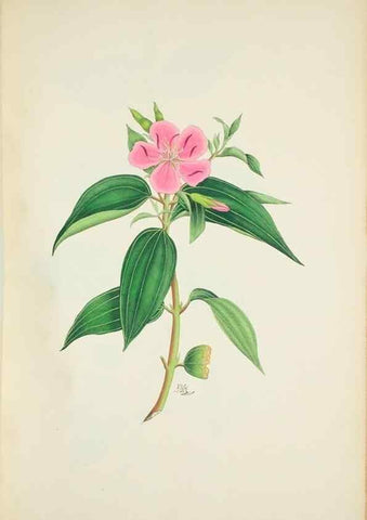 Reproducción/Reproduction 29929689650: Illustrationes florae novae hollandiae, sive icones generum quae in prodromo florae novae hollandiae et insulae van diemen descripsit robertus brown. Londini :Veneunt apud auctorem,1813