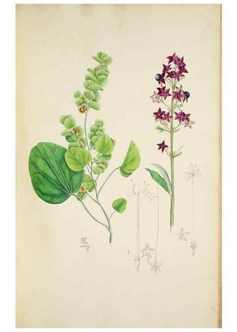 Reproducción/Reproduction 30225937725: Illustrationes florae novae hollandiae, sive icones generum quae in prodromo florae novae hollandiae et insulae van diemen descripsit robertus brown. Londini :Veneunt apud auctorem,1813