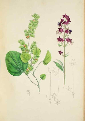 Reproducción/Reproduction 30225937725: Illustrationes florae novae hollandiae, sive icones generum quae in prodromo florae novae hollandiae et insulae van diemen descripsit robertus brown. Londini :Veneunt apud auctorem,1813