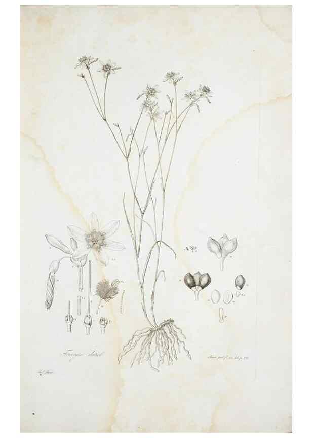 Reproducción/Reproduction 29596396863: Illustrationes florae novae hollandiae, sive icones generum quae in prodromo florae novae hollandiae et insulae van diemen descripsit robertus brown. Londini :Veneunt apud auctorem,1813