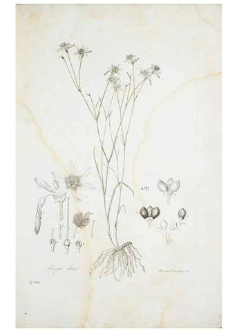 Reproducción/Reproduction 29596396863: Illustrationes florae novae hollandiae, sive icones generum quae in prodromo florae novae hollandiae et insulae van diemen descripsit robertus brown. Londini :Veneunt apud auctorem,1813