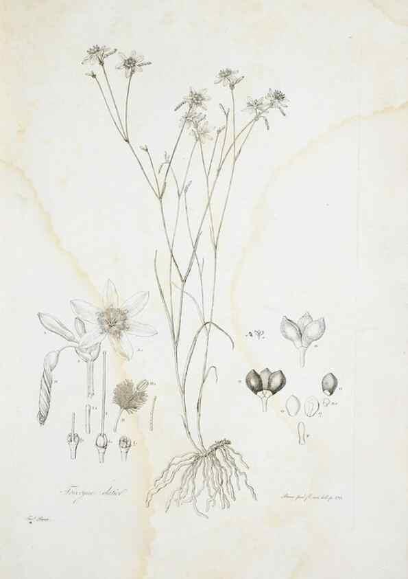 Reproducción/Reproduction 29596396863: Illustrationes florae novae hollandiae, sive icones generum quae in prodromo florae novae hollandiae et insulae van diemen descripsit robertus brown. Londini :Veneunt apud auctorem,1813