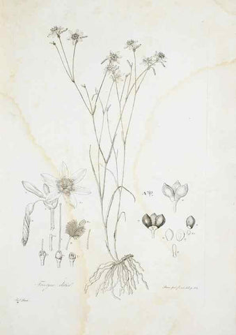 Reproducción/Reproduction 29596396863: Illustrationes florae novae hollandiae, sive icones generum quae in prodromo florae novae hollandiae et insulae van diemen descripsit robertus brown. Londini :Veneunt apud auctorem,1813