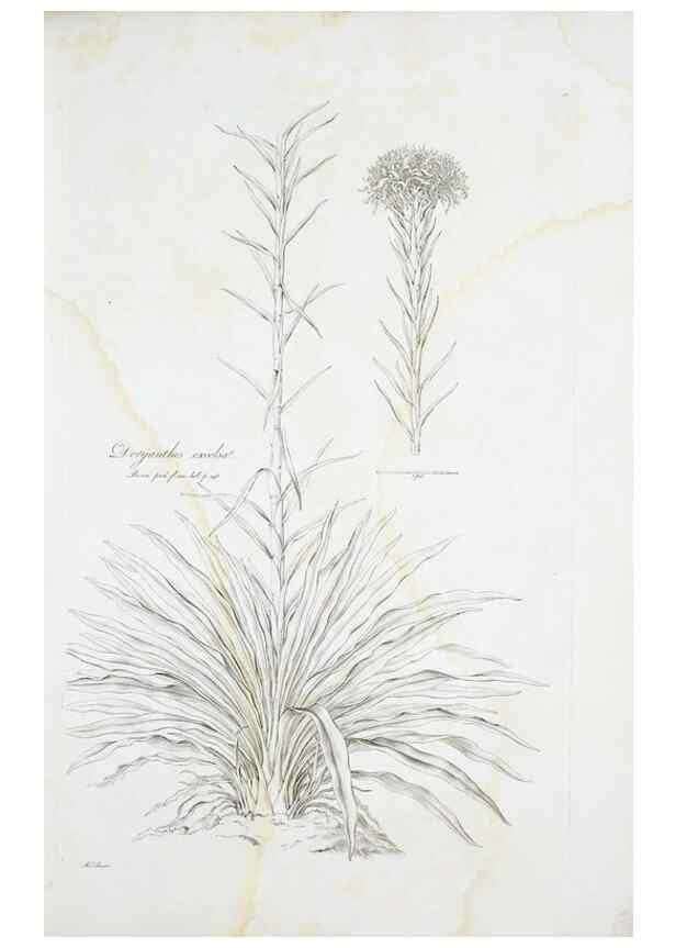 Reproducción/Reproduction 29929517760: Illustrationes florae novae hollandiae, sive icones generum quae in prodromo florae novae hollandiae et insulae van diemen descripsit robertus brown. Londini :Veneunt apud auctorem,1813