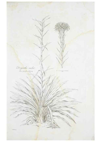Reproducción/Reproduction 29929517760: Illustrationes florae novae hollandiae, sive icones generum quae in prodromo florae novae hollandiae et insulae van diemen descripsit robertus brown. Londini :Veneunt apud auctorem,1813