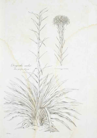 Reproducción/Reproduction 29929517760: Illustrationes florae novae hollandiae, sive icones generum quae in prodromo florae novae hollandiae et insulae van diemen descripsit robertus brown. Londini :Veneunt apud auctorem,1813