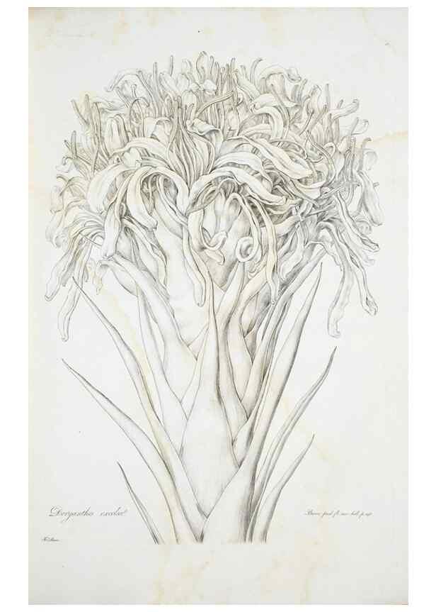 Reproducción/Reproduction 29929523530: Illustrationes florae novae hollandiae, sive icones generum quae in prodromo florae novae hollandiae et insulae van diemen descripsit robertus brown. Londini :Veneunt apud auctorem,1813