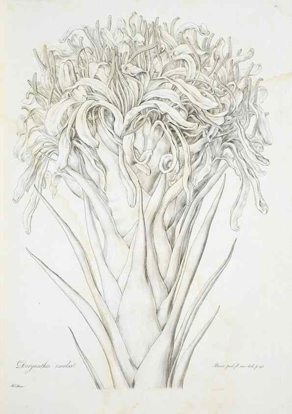 Reproducción/Reproduction 29929523530: Illustrationes florae novae hollandiae, sive icones generum quae in prodromo florae novae hollandiae et insulae van diemen descripsit robertus brown. Londini :Veneunt apud auctorem,1813