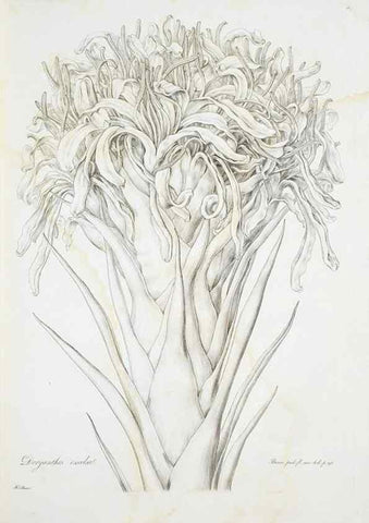 Reproducción/Reproduction 29929523530: Illustrationes florae novae hollandiae, sive icones generum quae in prodromo florae novae hollandiae et insulae van diemen descripsit robertus brown. Londini :Veneunt apud auctorem,1813