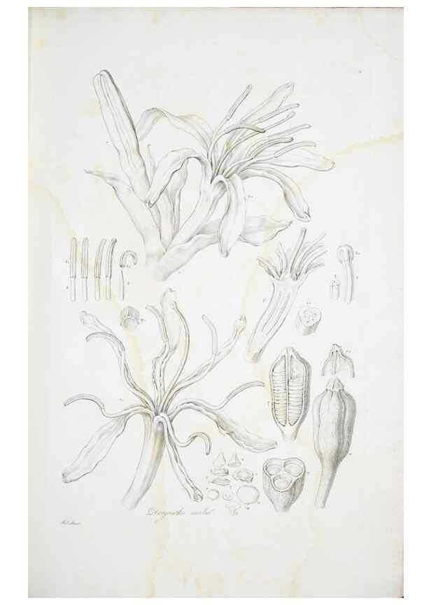 Reproducción/Reproduction 30190973326: Illustrationes florae novae hollandiae, sive icones generum quae in prodromo florae novae hollandiae et insulae van diemen descripsit robertus brown. Londini :Veneunt apud auctorem,1813