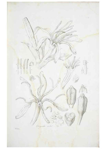 Reproducción/Reproduction 30190973326: Illustrationes florae novae hollandiae, sive icones generum quae in prodromo florae novae hollandiae et insulae van diemen descripsit robertus brown. Londini :Veneunt apud auctorem,1813