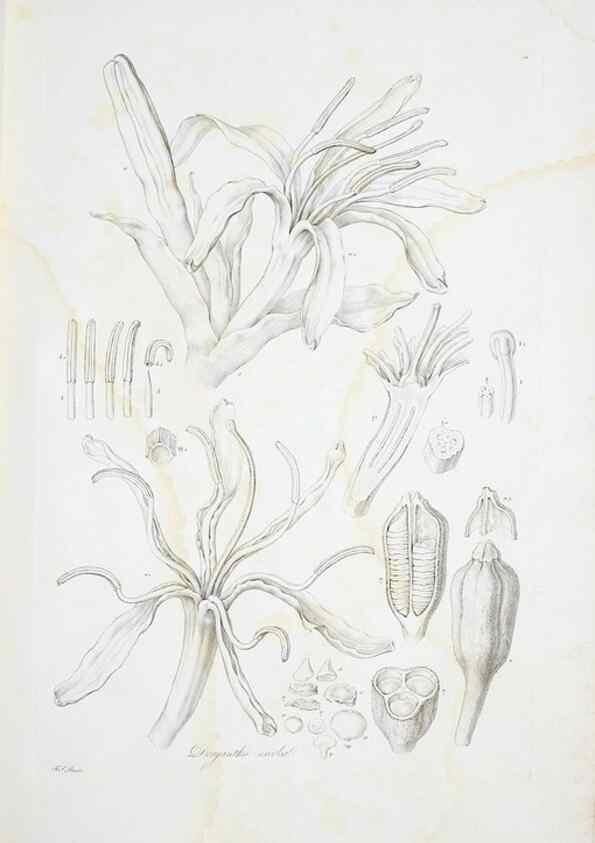 Reproducción/Reproduction 30190973326: Illustrationes florae novae hollandiae, sive icones generum quae in prodromo florae novae hollandiae et insulae van diemen descripsit robertus brown. Londini :Veneunt apud auctorem,1813