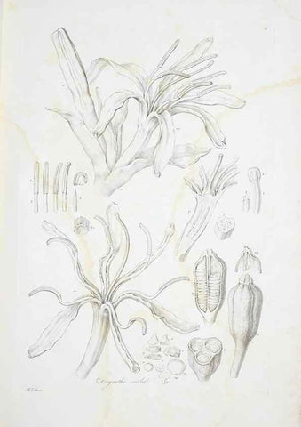 Reproducción/Reproduction 30190973326: Illustrationes florae novae hollandiae, sive icones generum quae in prodromo florae novae hollandiae et insulae van diemen descripsit robertus brown. Londini :Veneunt apud auctorem,1813