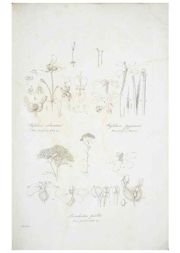 Reproducción/Reproduction 29929530790: Illustrationes florae novae hollandiae, sive icones generum quae in prodromo florae novae hollandiae et insulae van diemen descripsit robertus brown. Londini :Veneunt apud auctorem,1813