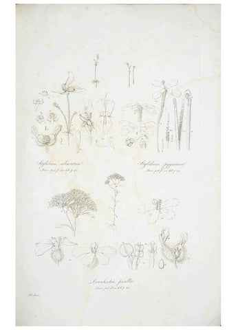 Reproducción/Reproduction 29929530790: Illustrationes florae novae hollandiae, sive icones generum quae in prodromo florae novae hollandiae et insulae van diemen descripsit robertus brown. Londini :Veneunt apud auctorem,1813