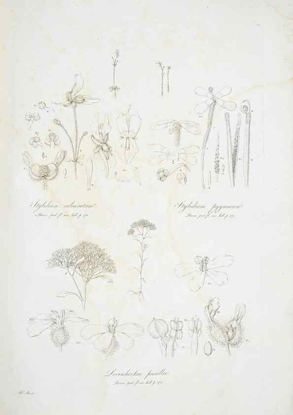 Reproducción/Reproduction 29929530790: Illustrationes florae novae hollandiae, sive icones generum quae in prodromo florae novae hollandiae et insulae van diemen descripsit robertus brown. Londini :Veneunt apud auctorem,1813