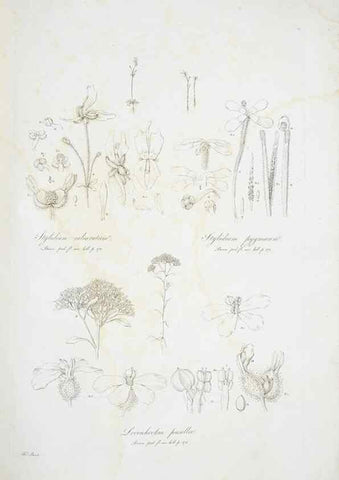 Reproducción/Reproduction 29929530790: Illustrationes florae novae hollandiae, sive icones generum quae in prodromo florae novae hollandiae et insulae van diemen descripsit robertus brown. Londini :Veneunt apud auctorem,1813