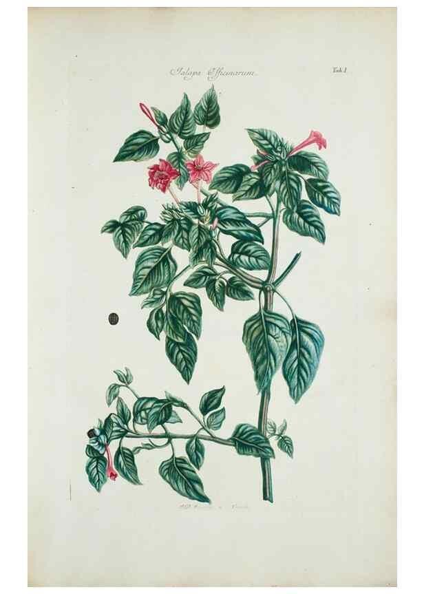 Reproducción/Reproduction 29929534920: Illustrationes florae novae hollandiae, sive icones generum quae in prodromo florae novae hollandiae et insulae van diemen descripsit robertus brown. Londini :Veneunt apud auctorem,1813