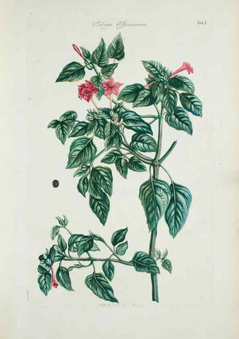 Reproducción/Reproduction 29929534920: Illustrationes florae novae hollandiae, sive icones generum quae in prodromo florae novae hollandiae et insulae van diemen descripsit robertus brown. Londini :Veneunt apud auctorem,1813