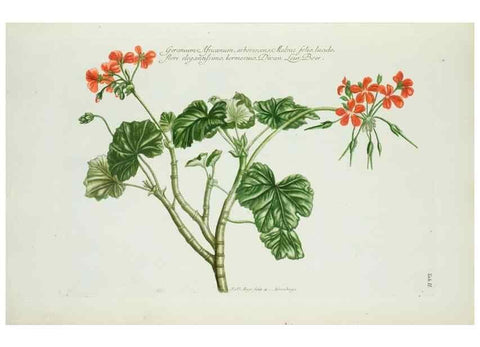 Reproducción/Reproduction 30190989126: Illustrationes florae novae hollandiae, sive icones generum quae in prodromo florae novae hollandiae et insulae van diemen descripsit robertus brown. Londini :Veneunt apud auctorem,1813