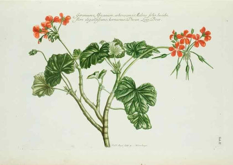 Reproducción/Reproduction 30190989126: Illustrationes florae novae hollandiae, sive icones generum quae in prodromo florae novae hollandiae et insulae van diemen descripsit robertus brown. Londini :Veneunt apud auctorem,1813