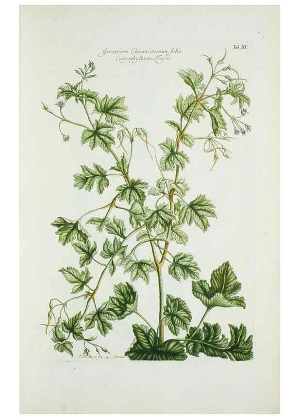 Reproducción/Reproduction 30190994306: Illustrationes florae novae hollandiae, sive icones generum quae in prodromo florae novae hollandiae et insulae van diemen descripsit robertus brown. Londini :Veneunt apud auctorem,1813