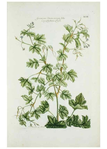 Reproducción/Reproduction 30190994306: Illustrationes florae novae hollandiae, sive icones generum quae in prodromo florae novae hollandiae et insulae van diemen descripsit robertus brown. Londini :Veneunt apud auctorem,1813