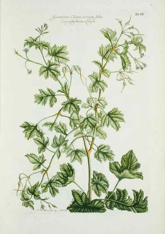 Reproducción/Reproduction 30190994306: Illustrationes florae novae hollandiae, sive icones generum quae in prodromo florae novae hollandiae et insulae van diemen descripsit robertus brown. Londini :Veneunt apud auctorem,1813