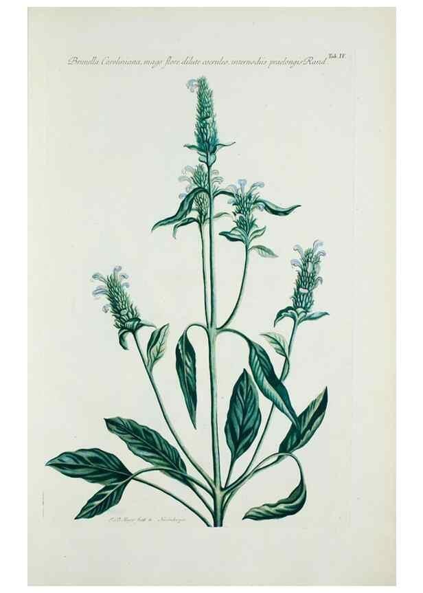 Reproducción/Reproduction 29929545120: Illustrationes florae novae hollandiae, sive icones generum quae in prodromo florae novae hollandiae et insulae van diemen descripsit robertus brown. Londini :Veneunt apud auctorem,1813