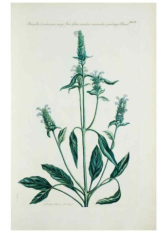 Reproducción/Reproduction 29929545120: Illustrationes florae novae hollandiae, sive icones generum quae in prodromo florae novae hollandiae et insulae van diemen descripsit robertus brown. Londini :Veneunt apud auctorem,1813