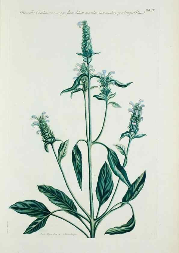 Reproducción/Reproduction 29929545120: Illustrationes florae novae hollandiae, sive icones generum quae in prodromo florae novae hollandiae et insulae van diemen descripsit robertus brown. Londini :Veneunt apud auctorem,1813