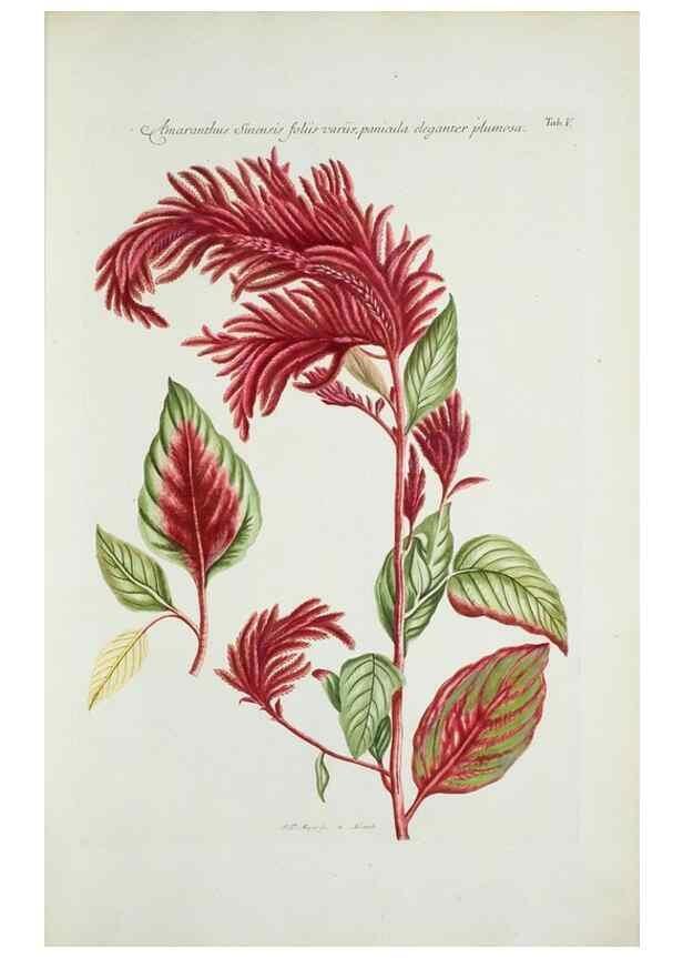Reproducción/Reproduction 29929549460: Illustrationes florae novae hollandiae, sive icones generum quae in prodromo florae novae hollandiae et insulae van diemen descripsit robertus brown. Londini :Veneunt apud auctorem,1813